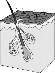 Mesenchymal stem cell harvested from hair follicles